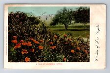 CA-California, California Poppies, Antique, Vintage Postcard picture