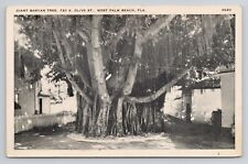 Postcard Giant Banyan Tree Olive St West Palm Beach Florida picture
