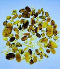 Cretaceous Fossil Burmese amber burmite 100pc insect Fossil amber Myanmar picture