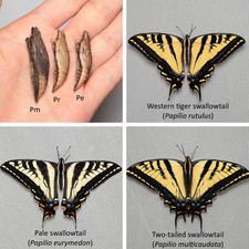Tiger Swallowtail Combo (3 species, Papilionidae) - LIVE Chrysalises/Pupae picture