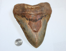 MEGALODON Shark Tooth Fossil No Repair Natural 6.12