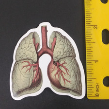 The Lungs Anatomy Sticker (Y) picture