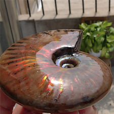 200g Rainbow Natural conch Ammonite fossil specimens of Madagascar F170 picture