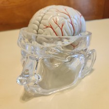 Seroque Clear Head Brain Skull Model Medical Pharma Advertisment Display picture