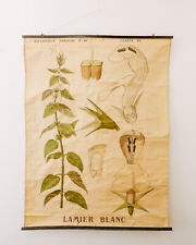 VINTAGE ANTIQUE BOTANICAL FRENCH SCHOOL WALL CHART DEYROLLE WHITE NETTLE picture