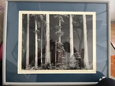 Ansel Adams  “Northern California Coast Redwoods “ picture