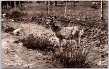 Rocky Mountains Real Photo of Deer Rppc Postcard  picture