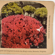 Red Azalea Floral Garden Stereoview c1903 Tinted Brussels Belgium Flowers E958 picture