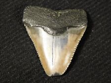 ANCESTRAL Great White SHARK Tooth Fossil SERRATED 100% Natural 9.9gr picture
