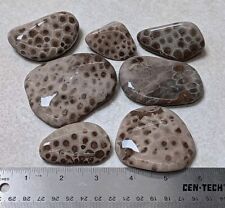 7 one-sided Petoskey Stone Unpolished Rock Lot of Michigan Coral Fossils  picture