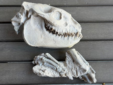Oligocene Oreodont, Converse County WY. 35 million years old. picture