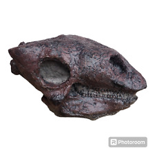 Gastonia burgei Nodosaur skull fossil replica-Dinosaurs-Paleontology picture