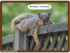 Funny Squirrel Treats .. Still Waiting  Refrigerator / Tool Box /  Magnet  picture