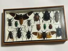 Framed Real Insect Specimen Collection 15 Species Dark Academia Oddities Art picture