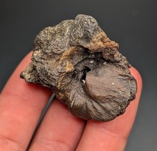 Rare Large Ice Age Mammal Inner Ear Bone Real Fossil North Florida Pleistocene picture