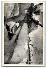 The Pines Petrified Forest Geologists Scene California CA Vintage Postcard picture