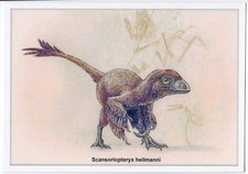 2019 Dinosaur Extinct animal bird Scansoriopteryx Paleontology Fossil postcard 4 picture