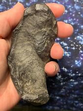 2 Pieces-Fossilized Inner Whale Ear Bones picture