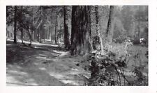 Old Photo Snapshot Tall Huge Trees At Forest Park #38 Z31 picture