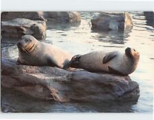 Postcard Harbor seals, Naitonal Aquarium In Baltimore, Maryland picture