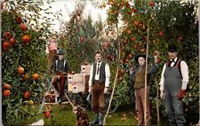 Postcard Apple Harvest in Hood River Valley, Oregon picture