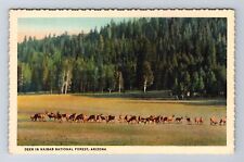 Kaibab National Forest AZ-Arizona, Deer, Antique, Vintage Postcard picture