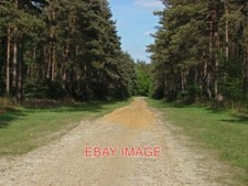 PHOTO PINE PLANTATIONS SWINLEY FOREST PINE PLANTATIONS ALONG THE TRACK TO RAPLE picture