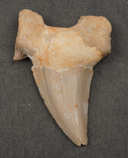 Large OTODUS Shark Tooth 2.13" Megalodon Era Fossil 6 Million Yr Old ST44 picture