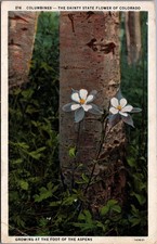 Colorado Columbines Dainty State Flower Aspens Vintage Postcard Sanborn Denver picture