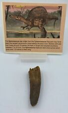 Spinosaurus Teeth Dinosaur F0SSIL Before T Rex Cretaceous K864 picture