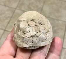 Rare Juvenile Fossilized Turtle/Tortoise Shell -BADLANDS- WHITE RIVER FORMATION picture