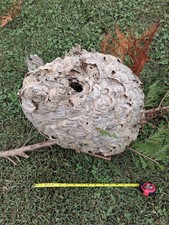 Big Beautiful Bald Faced Hornets Nest Made In Western NC - Appalachian Mtns picture