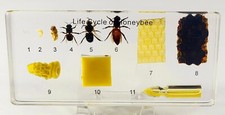Lifecycle of Honey Bee in 5.5" Lucite Resin Science Education Paperweight Block picture