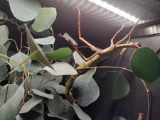 Goliath walking stick specimen X25 ova (E. goliath) Parthenogenetic picture