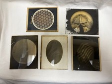 Lot of 5 Antique Glass Lantern Slides Microscopic Biology/Science w/Original Box picture