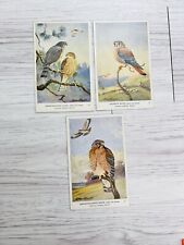 Vintage Hawk Card Audubon Society Birds North America Summer Winter Allen Brooks picture