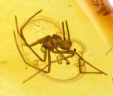 Detailed Araneae: Araneida (Spider), Fossil inclusion in Baltic Amber picture