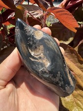 LARGE SPERM CETACEAN TOOTH FOSSIL POLISHED picture