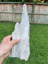 Texas Petrified Live Oak Wood 15x5x3 Rotted Log Bark Piece Beaumont Formation picture