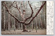 Giant Tree North Conway New Hampshire NH Antique Undivided PM 1908 Postcard picture