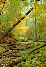Midwest Fall Forest Twelve (12) Original 35mm Color Negatives   Kodak VPS picture