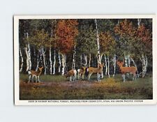 Postcard Deer In Kaibab National Forest Arizona USA picture