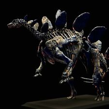 3d printed The skull of STEGOSAURUS skeleton model dinosaur 1:20 picture