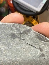 Archaeopteris Fossil Plant – Late Devonian – Pennsylvania E1. Catskill Formation picture