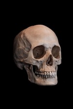 Life Size Female Human Skull Replica Adult Anatomy Model. picture
