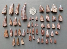 Lot of 50 Triassic Phytosaur Fossil Teeth - Chinle Formation New Mexico picture