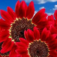 75+ RED SUN RARE SUNFLOWER SEEDS FLOWERS BEAUTIFUL TALL CUT NON-GMO HEIRLOOM USA picture