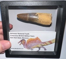 SPINOSAURUS SPINOSAUR Fossil Dinosaur Restored Tooth Lot 2.6 IN One Per Order picture