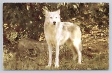 Postcard Timber Wolf picture