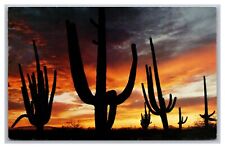 Giant Saguaros Cactus AZ Arizona Sunset K-35A Petley Chrome Postcard picture